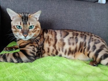 Бруно, 2 года, 7 кг 800 г