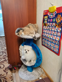 Муся, 4 года. г. Белогорск