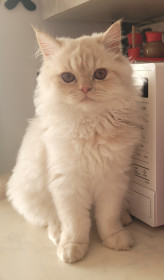 Веник, 5 месяцев