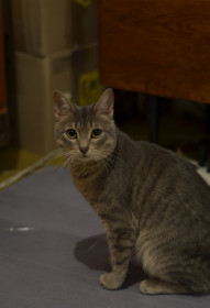 Симба, 1,5 года, г.Саратов