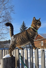 Барсик, 1 год, 4 кг