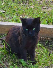 Черныш, 3 года. Соловьевск, Тындинский МО