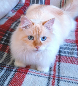 Стеша, 1,5 года, 4 кг. с. Константиновка