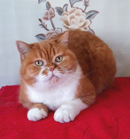 Бонечка, 5 лет, 4,5 кг. с. Константиновка