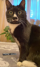 Мурзик, 3 года, вес 2,7 кг. с. Поярково