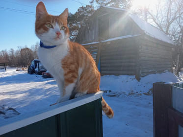Мурзик, 7 мес., 3 кг., с. Державинка, Серышевский район