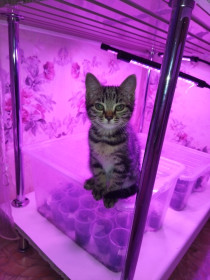 Ася, 2 месяца.  г. Шимановск