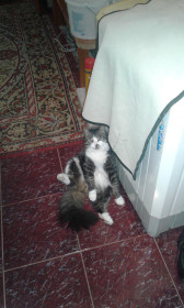 Барсик, 7 лет, 5,5 кг