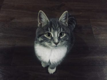 Кузя, 8 месяцев, с. Талдан