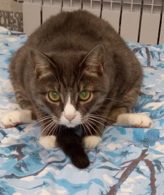 Кот Васильев (подпольная кличка Доцент), 6 лет