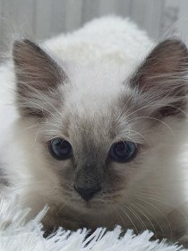 Афанасик, 7 месяцев. г. Благовещенс