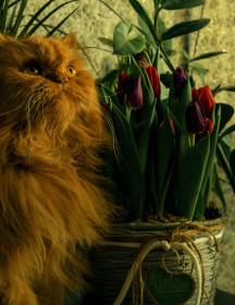 Персик, 12 лет. г. Благовещенск