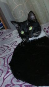 Симба, 1 год, г. Благовещенск