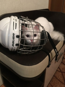 Пуша, семь с половиной лет, 3,5 кг.