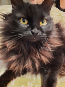 Маня, 4 года. г. Благовещенск