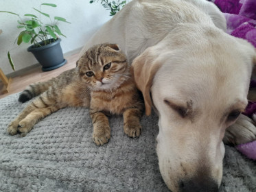 Кнопа, 4 месяца. с. Константиновка