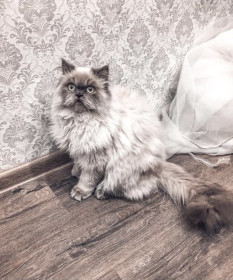 Сэм, 5 лет, 5 кг, г. Белогорск