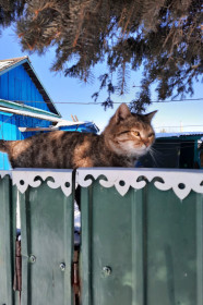 Саня, 2+ года. с. Паруновка, Серышевский район