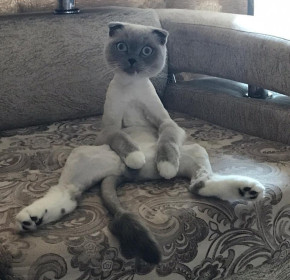 Саймон, 3 года. г. Благовещенск