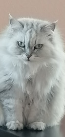 Марья, 3 года