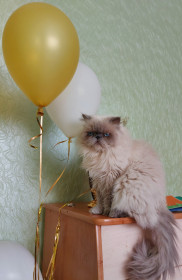 Марсик, 4 года