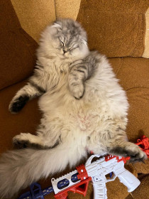 Арбуз, 1год, 10 кг. с. Новокиевский Увал