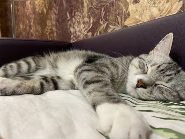 Сэм, 4 года, 3 кг. г. Свободный