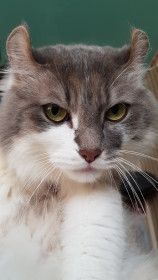 Пушик 4 года, 5,5 кг. г. Благовещенск