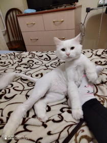 Снежуля, 4 года, 5 кг