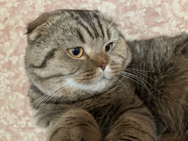 Босс (Бося), 1 год 8 месяцев, 5 кг