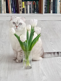 Снежка, 3 года