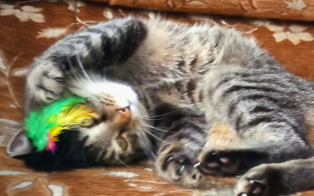 Кузя, 2 года