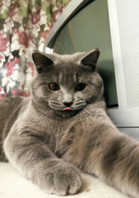 Сильвер, 7 месяцев, 3 кг. с. Томское