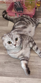 Кокос, 2 года, 5 кг. п. Сиваки