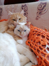 Сарчик (6 лет) и Зайка (4+)