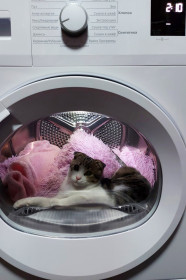 Бонни, 6 месяцев. г. Благовещенск