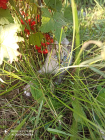 Мура, 3 месяца. пгт Уруша