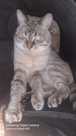 Симка, 1 год 10 месяцев. г. Благовещенск