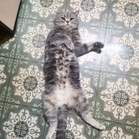 Прохор, 3 года, 3 кг. пгт Серышево