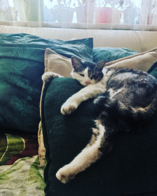 Семён Семёныч, 7 лет. пгт Серышево