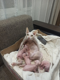 Мэсси, 3 года, 5 кг