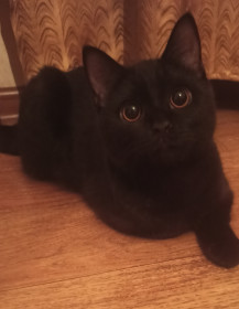 Сабрина (Чёрная), 6 месяцев. г. Благовещенск