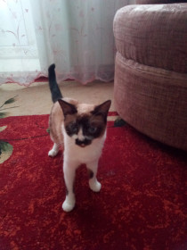 Мальта, 4 кг