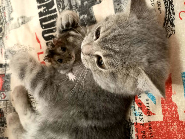 Люси, 7 мес., г. Благовещенск