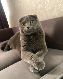 Маркиз, 1 год. г. Благовещенск