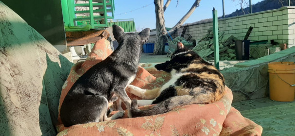 Маруся, 5 лет, 3 кг. г. Новороссийск, Краснодарский край