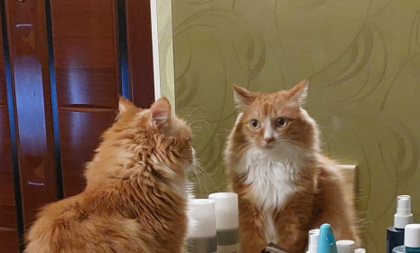 Алиса, 8 лет. г. Благовещенск