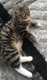 Том, 7 месяцев. п. Серышево