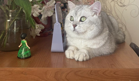 Эммануэль, 1 год. г. Благовещенск