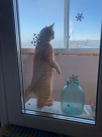 Персик, 6 мес. г. Благовещенск